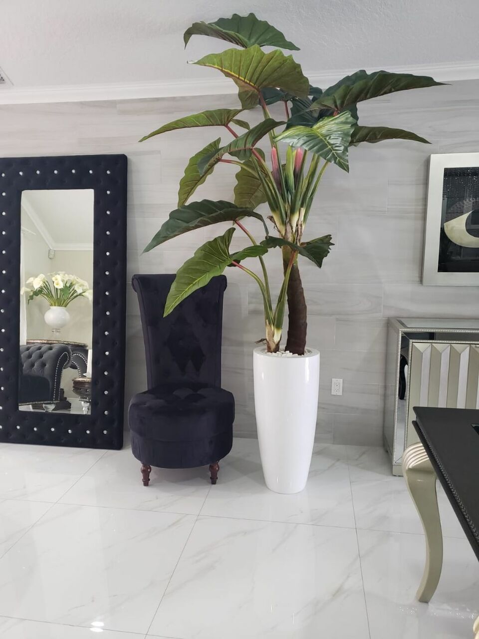Alocasia · Édition Anjou, blanc brillant