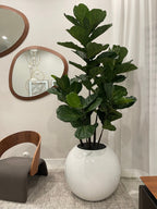 Figuier Lyre — Collection Chamonix, 76 cm