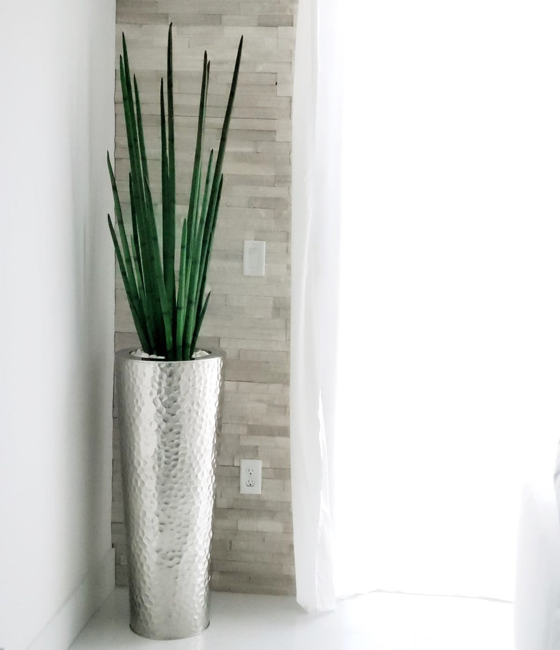 Sansevière 122 cm · Édition Alsace