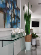Sansevière 160 cm · Édition Bordeaux, blanc