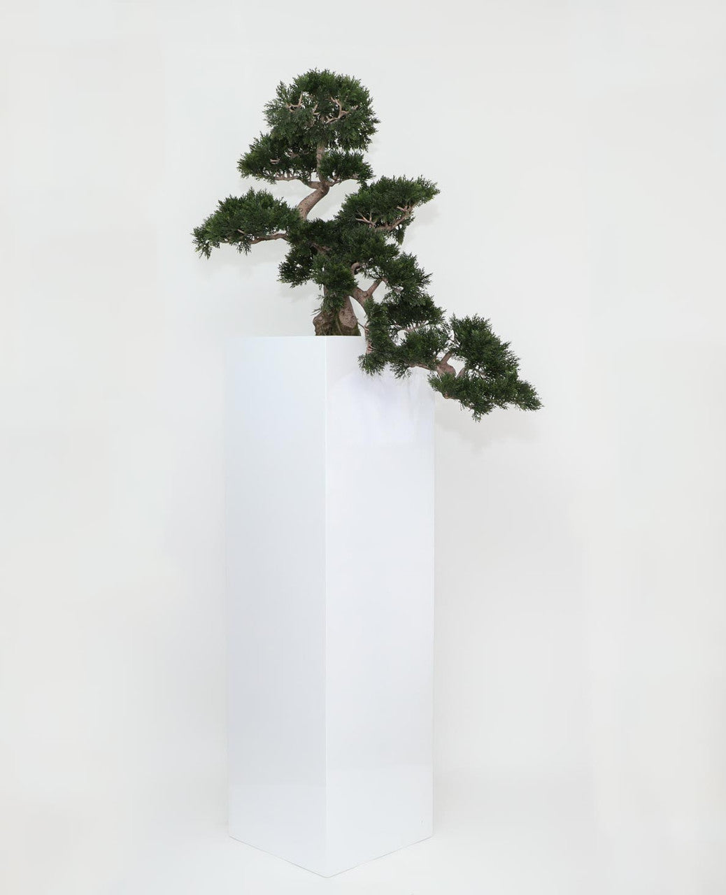 Bonsaï · Édition Anjou