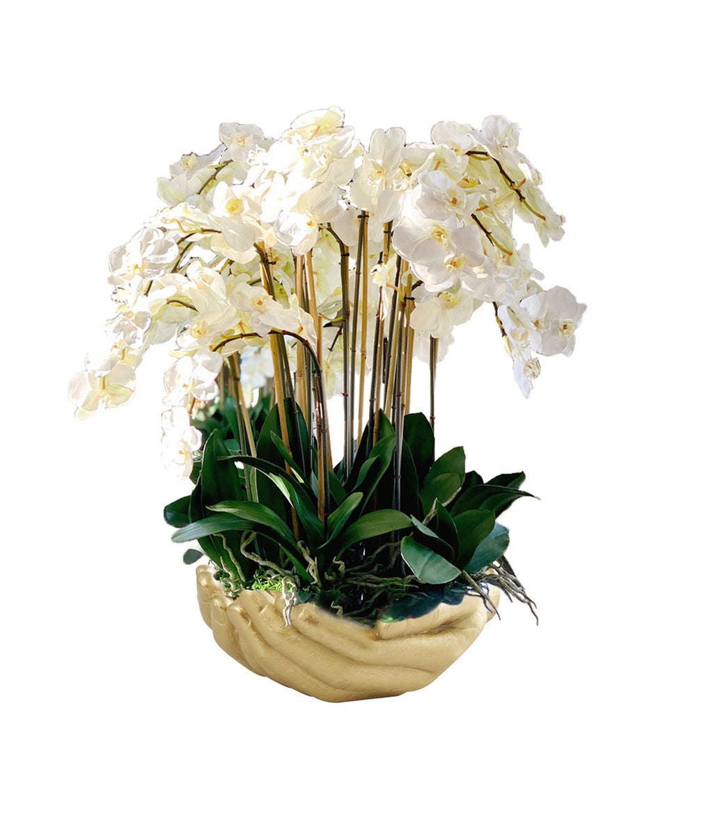 Orchidée Phalaenopsis — Collection Nantes, blanc