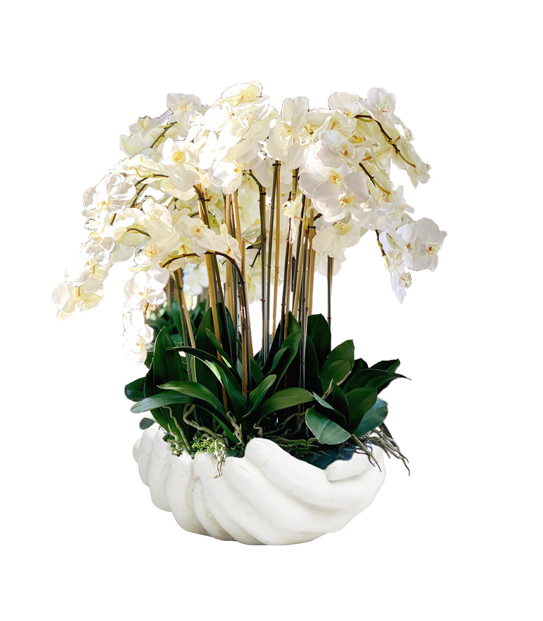 Orchidée Phalaenopsis | Signature Camargue, blanc