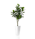 Figuier Lyre — Collection Ardennes, blanc brillant