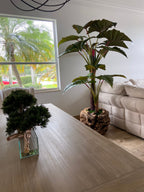 Plante Tropicale XXL — Collection Aquitaine