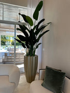 Oiseau de Paradis — Collection Cannes
