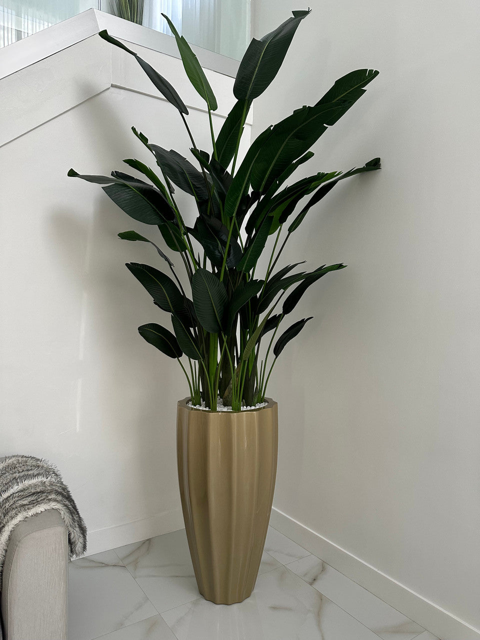 Oiseau de Paradis — Collection Cannes