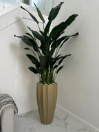 Oiseau de Paradis — Collection Cannes