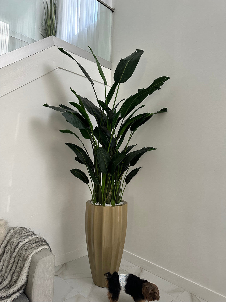 Oiseau de Paradis — Collection Cannes