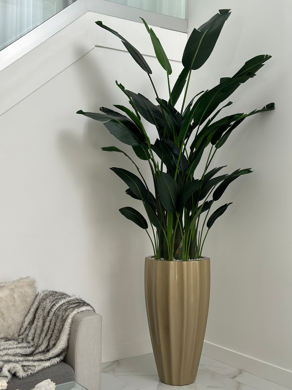 Oiseau de Paradis — Collection Cannes