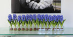 Composition Jacinthes 122 cm | Signature Provence, bleu