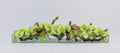 Orchidée Phalaenopsis — Collection Anjou, 122 cm, vert
