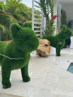 Sculpture Végétale · Édition Antibes