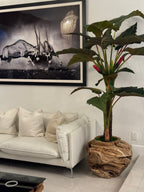 Plante Tropicale XXL — Collection Aquitaine