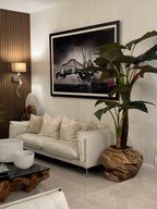 Plante Tropicale XXL — Collection Aquitaine