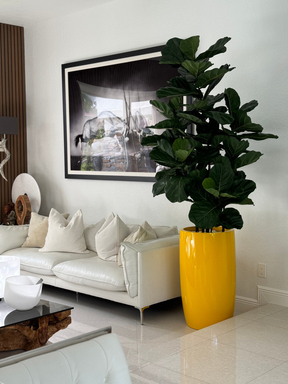 Figuier Lyre — Collection Anjou, jaune brillant