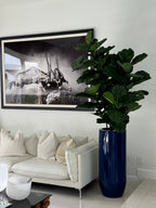 Figuier Lyre | Signature Riviera, bleu brillant