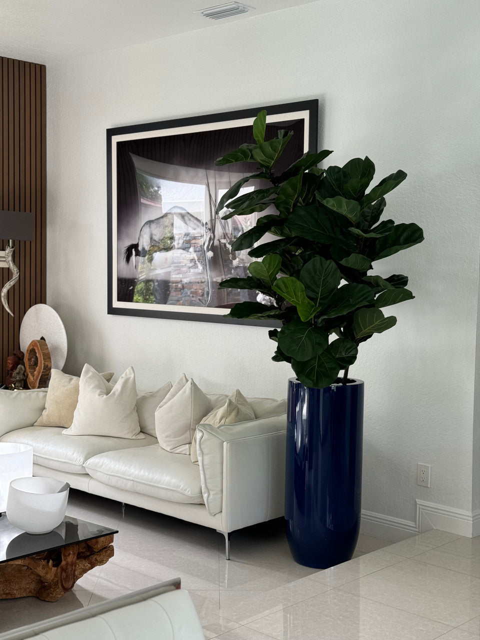 Figuier Lyre | Signature Riviera, bleu brillant