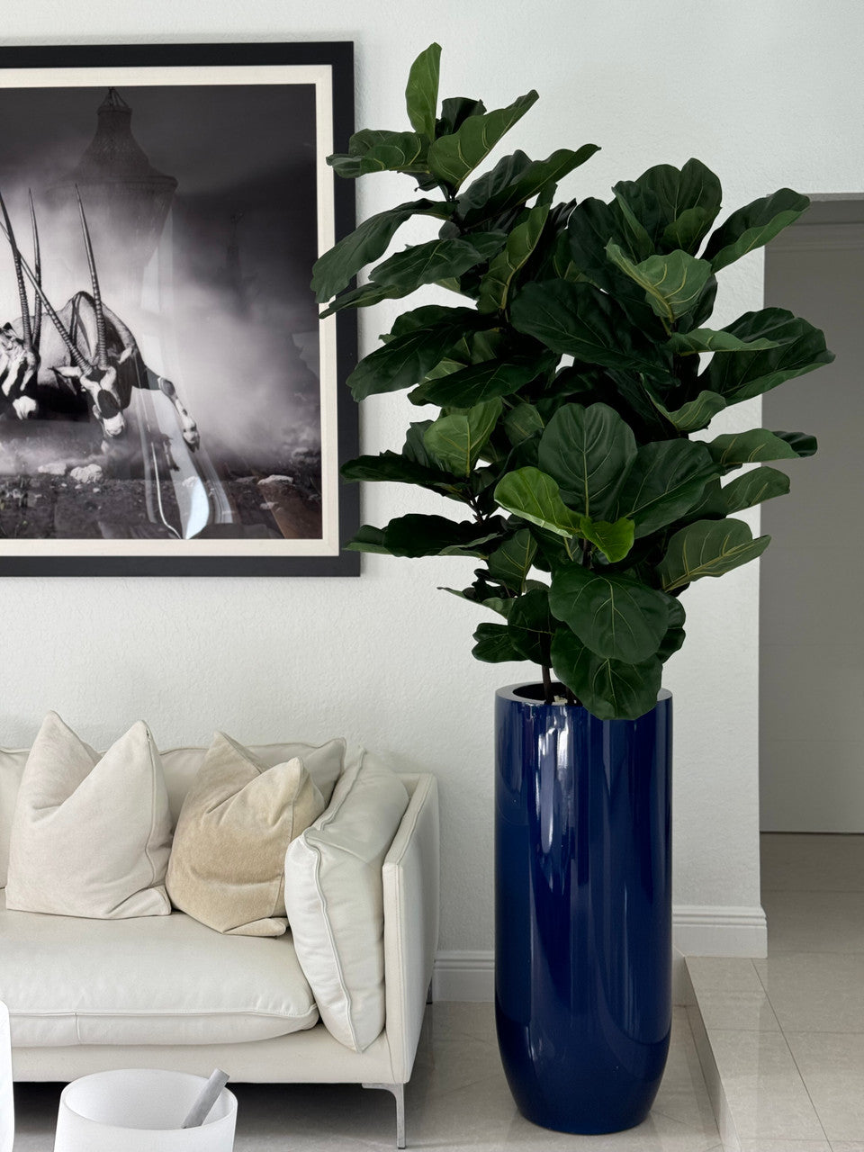 Figuier Lyre | Signature Riviera, bleu brillant