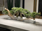 Bonsaï 91 cm | Signature Périgord