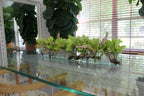 Orchidée Cymbidium 91 cm | Signature Loire, vert