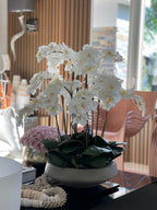 Orchidée Phalaenopsis — Collection Biarritz, blanc