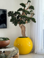 Bonsaï — Collection Anjou, 76 cm, jaune