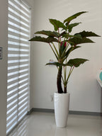 Alocasia · Édition Anjou, blanc brillant