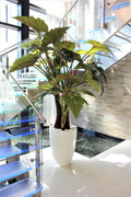 Alocasia XL — Collection Anjou, blanc brillant