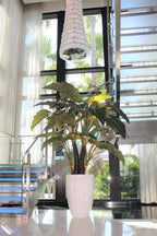 Alocasia XL — Collection Anjou, blanc brillant