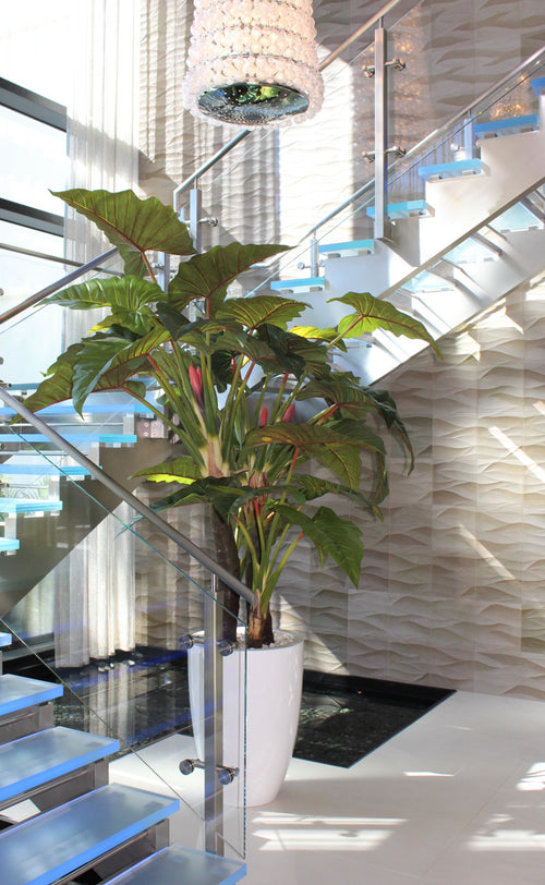 Alocasia XL — Collection Anjou, blanc brillant
