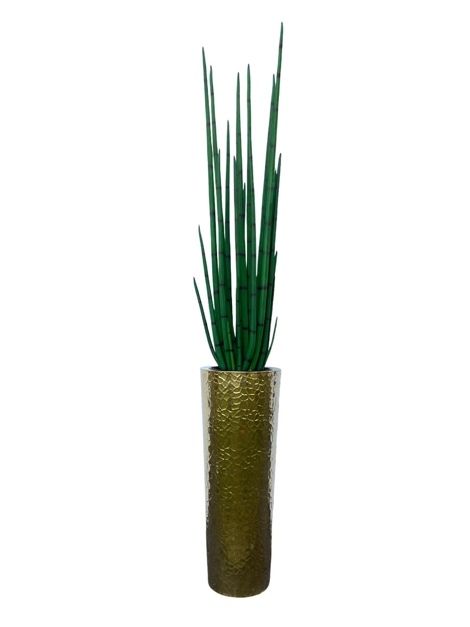 Sansevière Grand 71 cm | Signature Nantes