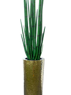 Sansevière Grand 71 cm | Signature Nantes