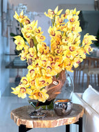 Orchidée Cymbidium — Collection Deauville, jaune
