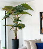 Alocasia | Signature Provence, rouge