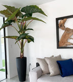 Alocasia | Signature Provence, rouge