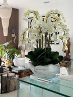 Orchidée Phalaenopsis | Signature Camargue, blanc