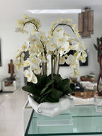 Orchidée Phalaenopsis | Signature Camargue, blanc