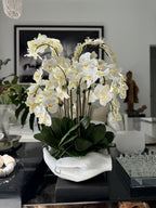 Orchidée Phalaenopsis | Signature Camargue, blanc