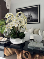 Orchidée Phalaenopsis | Signature Camargue, blanc