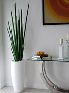 Sansevière 160 cm · Édition Périgord, blanc brillant