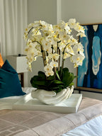 Orchidée Phalaenopsis | Signature Camargue, blanc