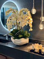 Orchidée Phalaenopsis | Signature Camargue, blanc