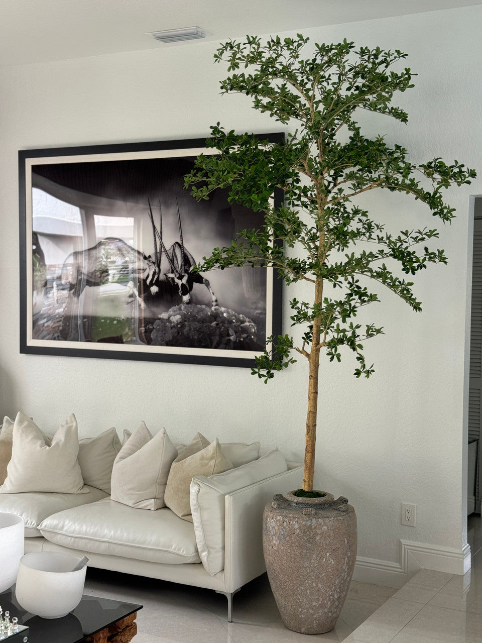 Ficus Lady 23 cm · Édition Loire