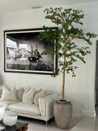 Ficus Lady 23 cm · Édition Loire