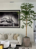 Ficus Lady 23 cm · Édition Loire