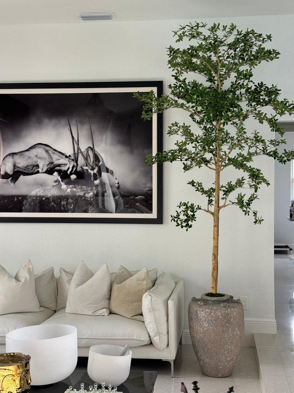 Ficus Lady 23 cm · Édition Loire