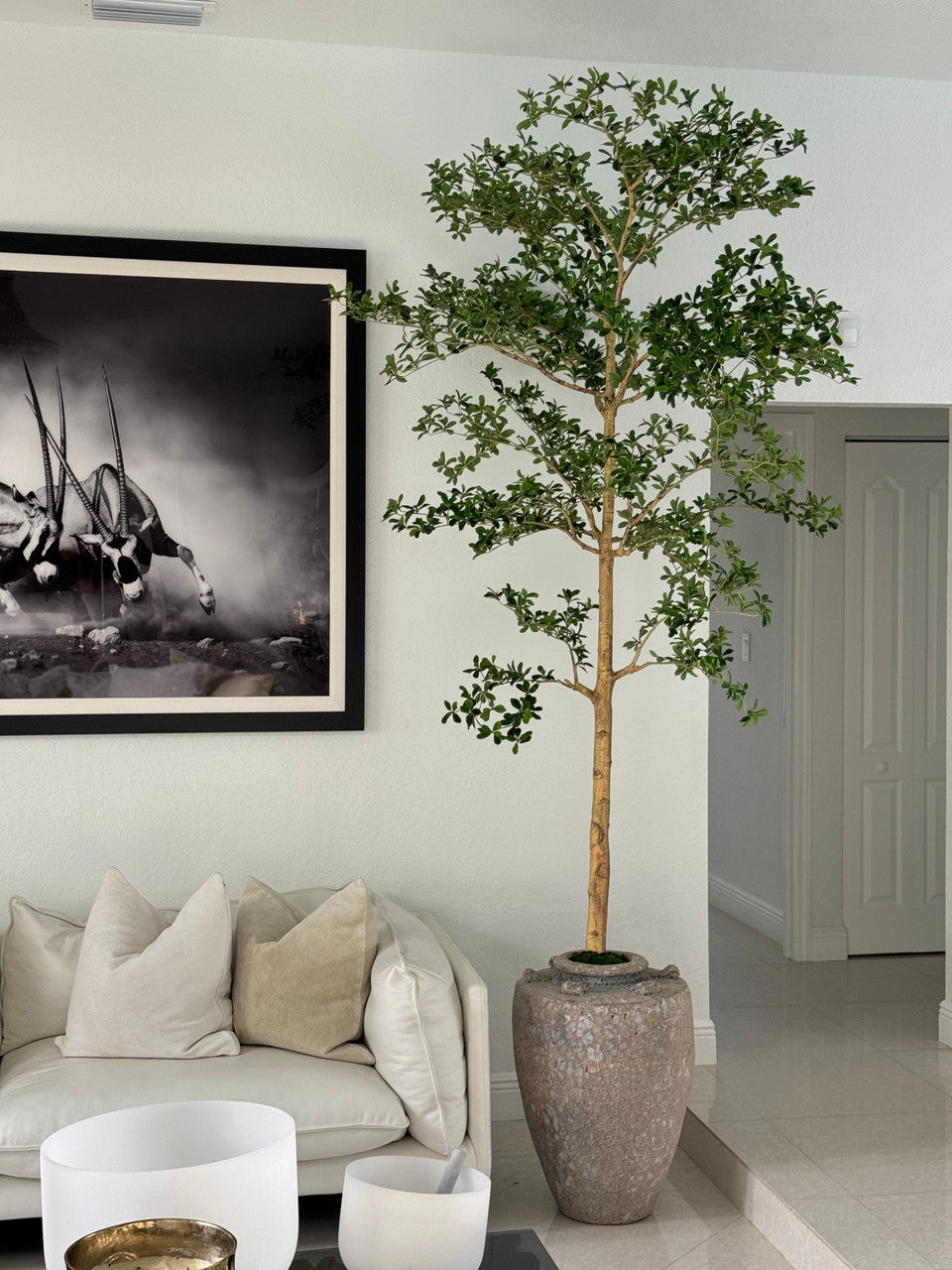 Ficus Lady 23 cm · Édition Loire