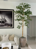 Ficus Lady 23 cm · Édition Loire