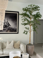Ficus Lady 23 cm · Édition Loire
